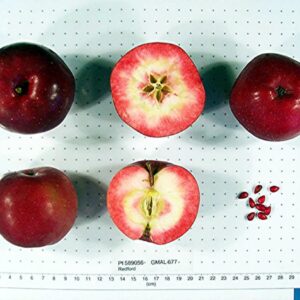 Pommier Redford – chair rouge