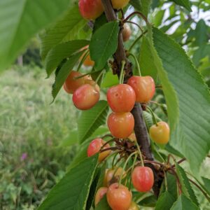 Cerisier Bigarreau Napoléon