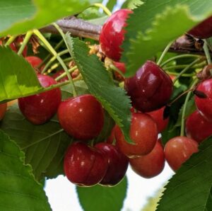 Cerisier Bigarreau Gaucher