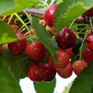 Bigarreau Moreau / sainte lucie