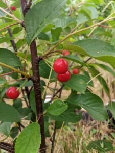 Cerisier Griotte de Montmorency