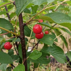 Cerisier Griotte de Montmorency