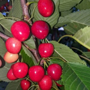 Cerisier Cœur de Pigeon Rouge