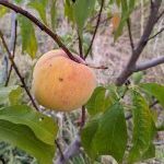 Pêche de vigne jaune