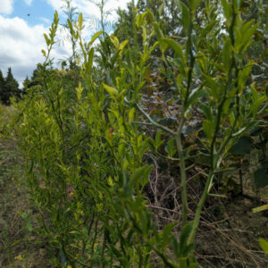 forner alcaide 5 (fa5) en pot 2ans (non AB)