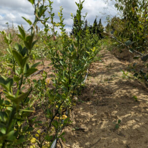 Poncirus trifoliata ‘Kryder’ – Sélection très rustique – Poncirus trifoliata