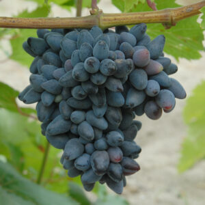 Vigne résistante Philipp / Binova