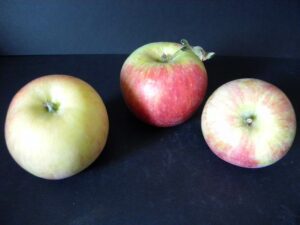 Pommier Pitchounette – bicolore