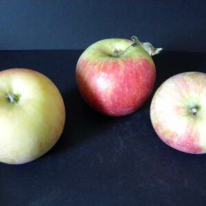 Pommier Pitchounette – bicolore