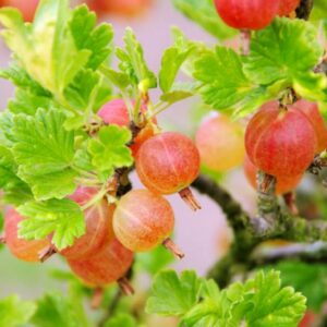 Grosseiler à Maquereau pixwell