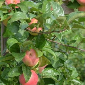 Pommier Festival Rouge