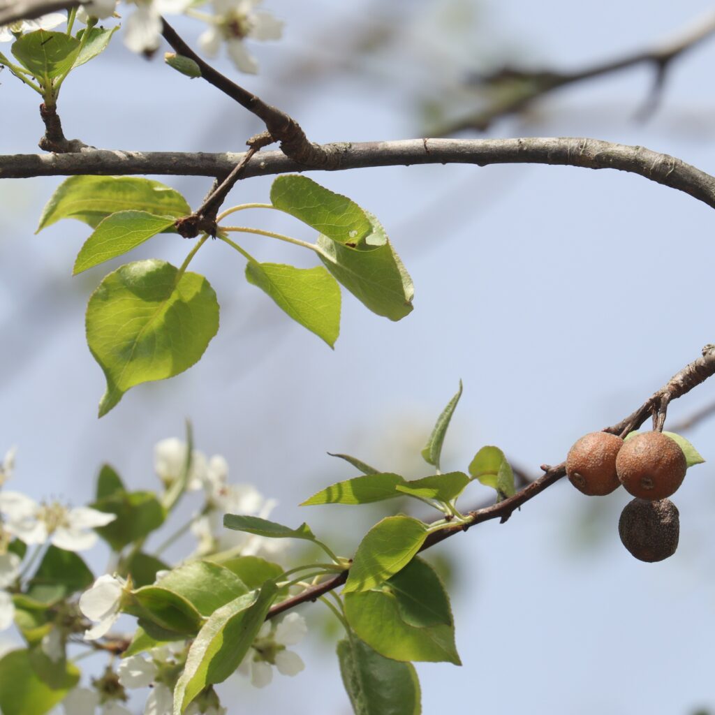 Porte greffe pyrus calleryana (poirier et nashi)