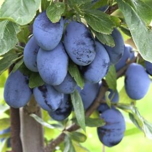 Prunier Quetsche d’Alsace