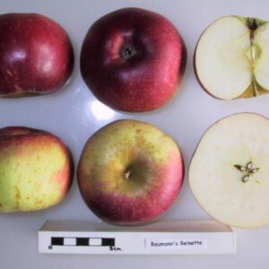 Pommier reinette baumann