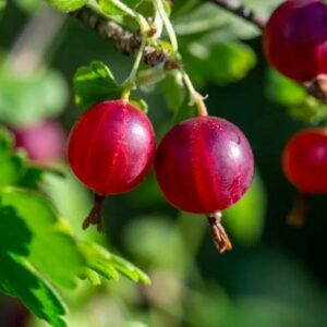 Grosseiler à Maquereau Hinnonmaki Red BIO