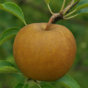 Pommier Royal Russet