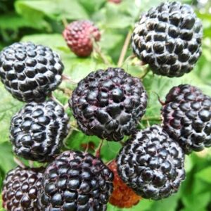 Framboisier Black Jewel BIO