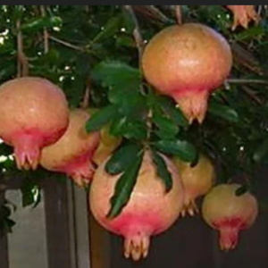 Grenadier Fleischman