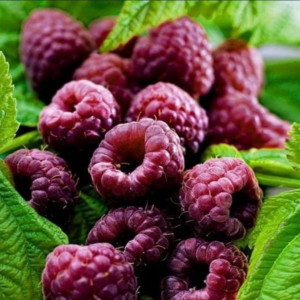 Framboisier Glen Coe BIO