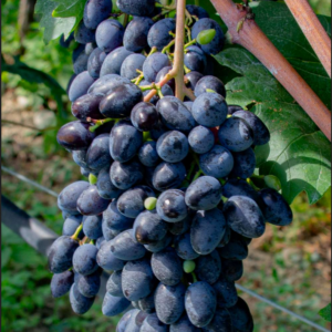 Vigne résistante Georg / SO4 (2ans)
