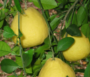 Pomelo Bloomsweet