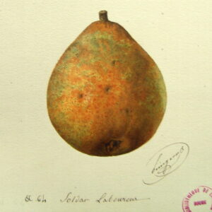 Poirier Soldat Laboureur