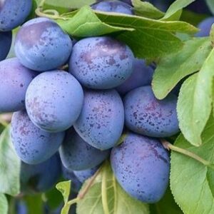 Prunier Quetsche d’Italie