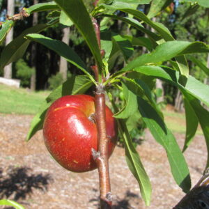 Brugnon rosé de septembre