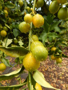 Kumquat Meiwa
