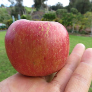 Pommier Reinette de l’Ariège
