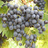 Vigne résistante Muscat Bleu/ so4 (2ans)