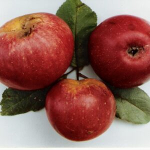 Pommier Violette de Montbéliard