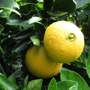 Orange Washington Navel