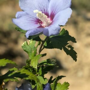 Hibiscus syriacus Oiseau Bleu (Marina)