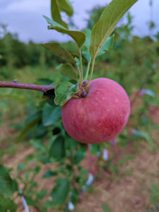Pommier Hall&rsquo;s Pink