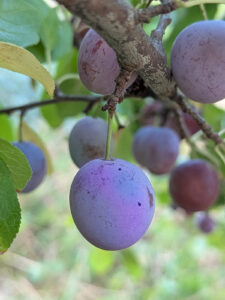 Prunier Chirquiti