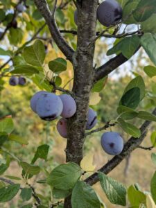 Prunier Damassine