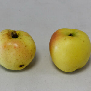 Pommier Winter Banana