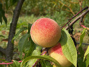 Pêcher Belle de Montélimar