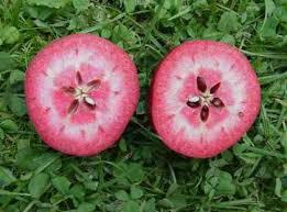 Pommier Almata – chair rouge