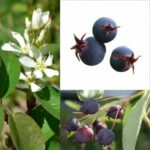 Amelanchier Honeywood
