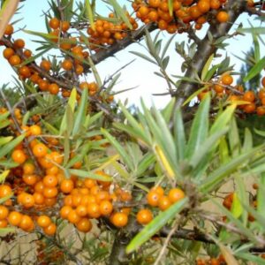 Argousier Friesdorfer Orange