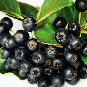 Aronia Nero