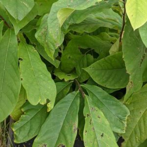 3 Asiminier de semis 2 ans, sunflower et-ou prima(20/40cm)