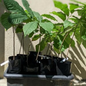 Asiminier de semis IXL 2 ans (20/30cm en motte)