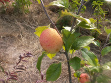 Pommier Astrakan Rouge