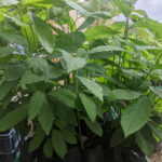 Avocatier hass (60/90 cm 2ans)