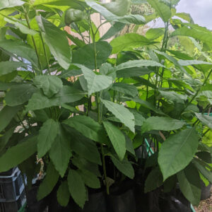 Avocatier hass (60/90 cm 2ans)