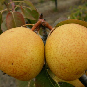 Poirier Beurré de Mérode