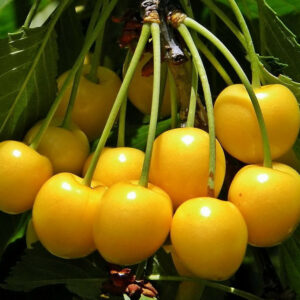 Cerisier Bigarreau Gros Blanc